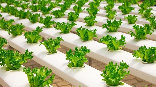 Hydroponic Soil Nutrients Tips: How To Boost Growth