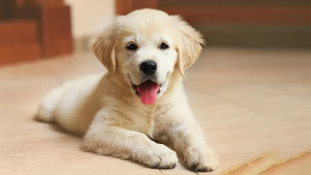 Dv Puppy Sale Singapore Tips: Finding Your Perfect Furry Friend