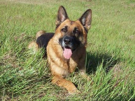 A Helpful Guide To Working With A GSD Breeder